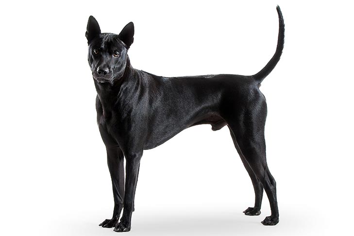 Thai Ridgeback