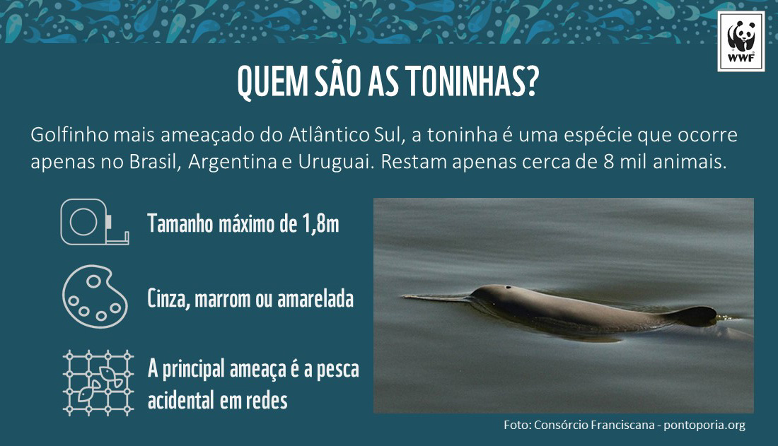 Toninhas - Informativo