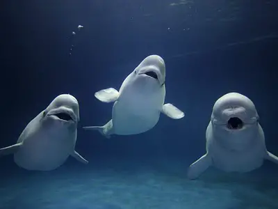 Três Baleia Branca Posando Lindamente Para a Foto