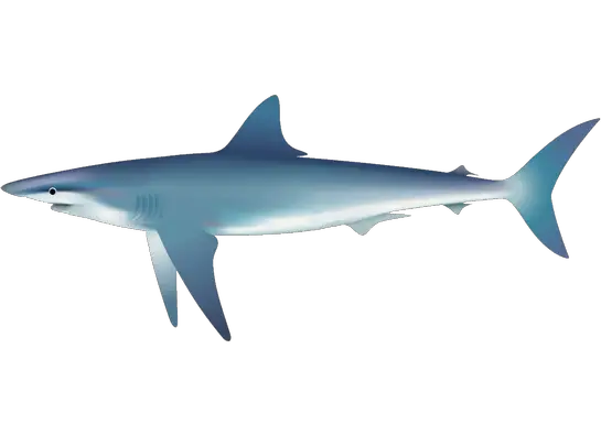Tubarão Azul
