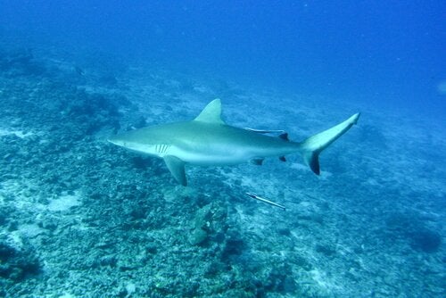 Tubarão Carcharhiniforme