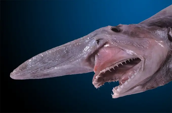Tubarão Duende