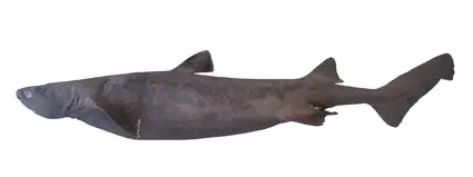 Tubarão Kitefin 