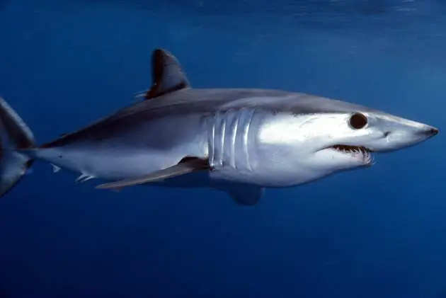 Tubarão Mako de Shortfin