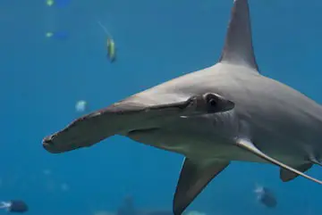 Tubarão-Martelo-Panã