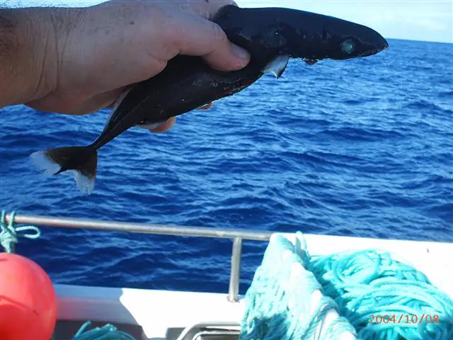 Tubarão Pigmeu na Mão de um Pescador