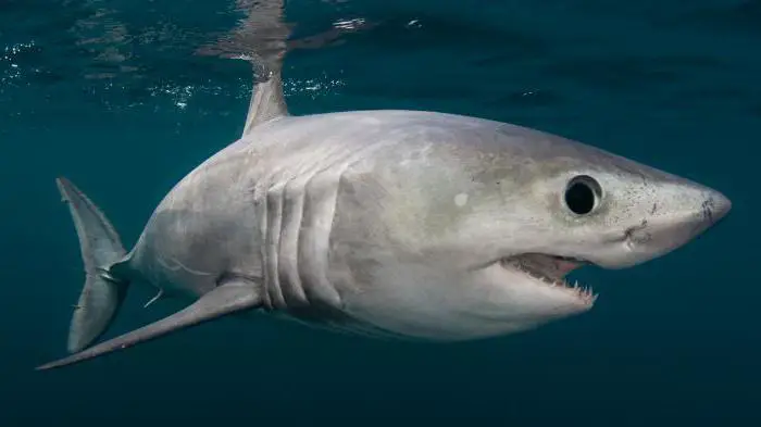 Tubarão Sardo
