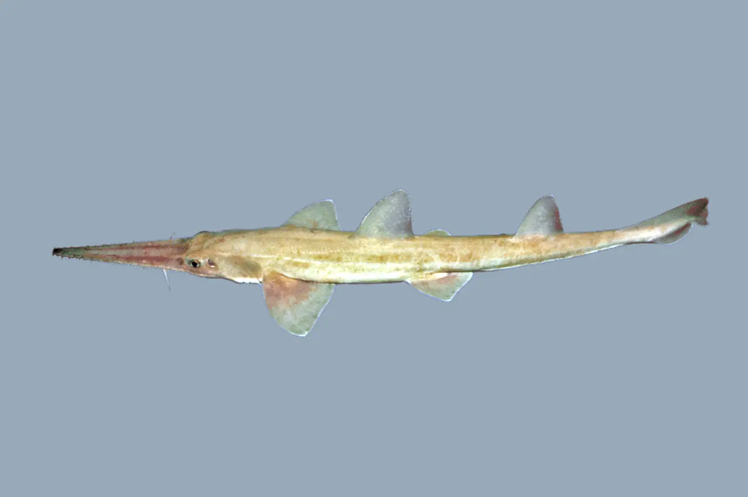 Tubarão Serrador