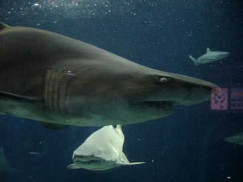 Tubarão-Tigre-Da-Areia
