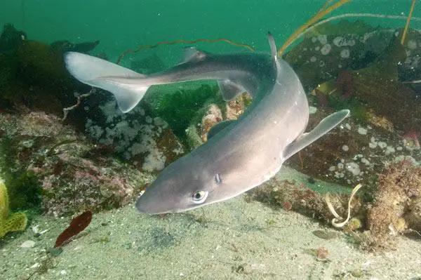 Tubarão de Dogfish Spiny