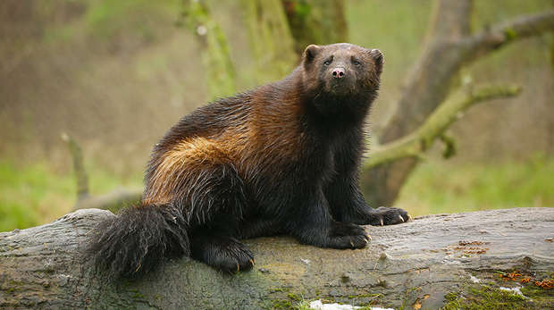 Glutão (Gulo gulo) em cima de um tronco — mustelídeo de regiões frias parecido com urso miniatura