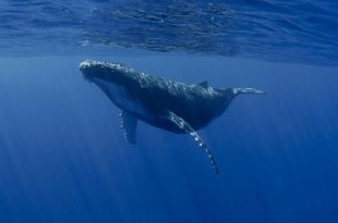 Uma Baleia Nadando Tranquilamente Dentro do Mar