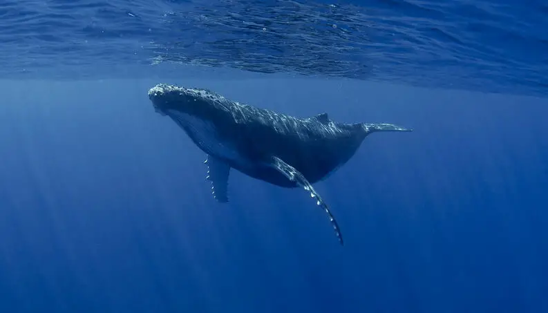 Uma Baleia Nadando Tranquilamente Dentro do Mar