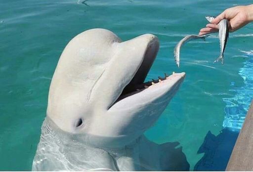 Uma Pessoa Alimentando uma Baleia Branca 