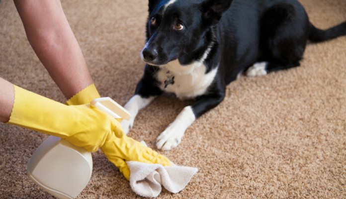 Como Limpar Apartamento Com Cachorro? Quais Produtos Usar?