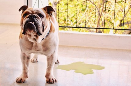 Cheiro de Urina de Cachorro Faz Mal A Saúde? É Prejudicial?