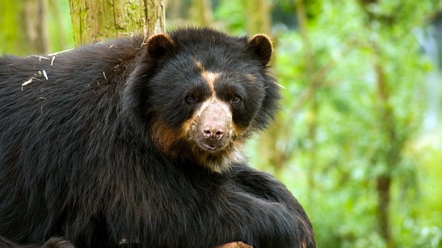 Urso De Óculos