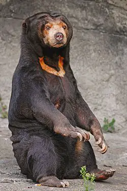 Urso Malaio