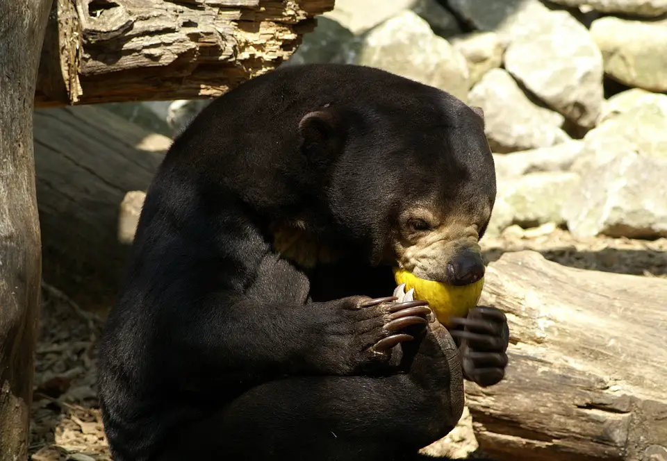 Urso Malaio Comendo uma Fruta