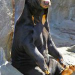 Urso Malaio Sentando em na Rocha