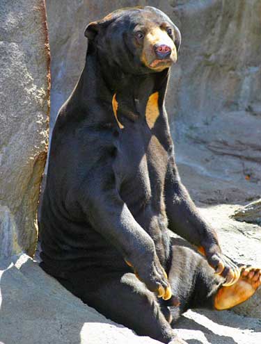 Urso Malaio Sentando em na Rocha