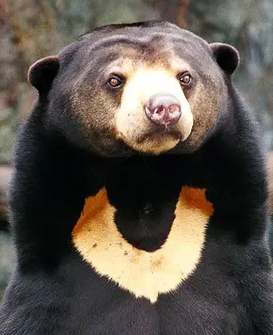 Urso Malaio