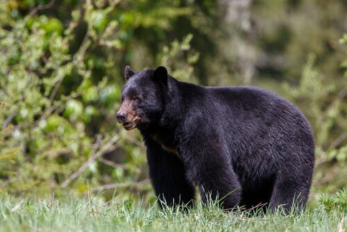 Urso Negro Americano