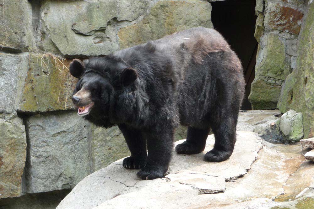 Urso Negro Asiático