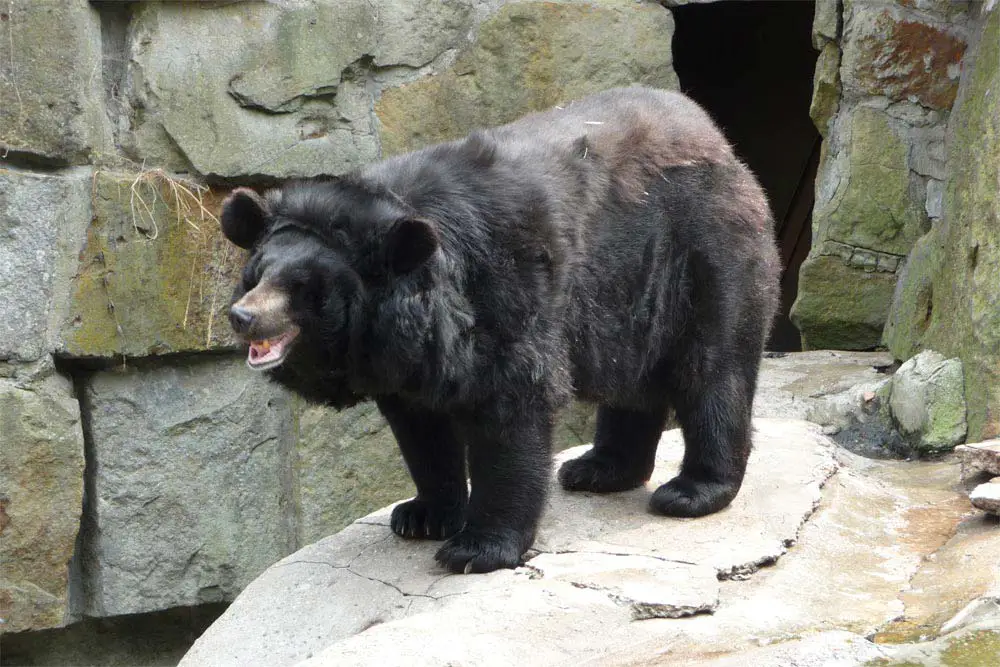 Urso Negro Asiático