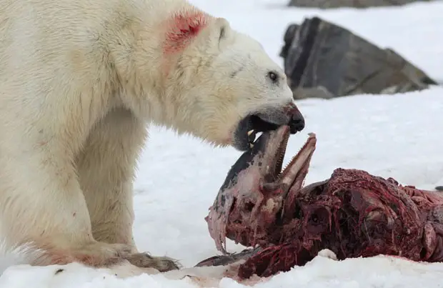 Urso Polar se Alimentando