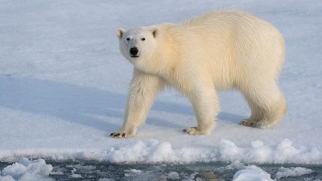 Urso Polar