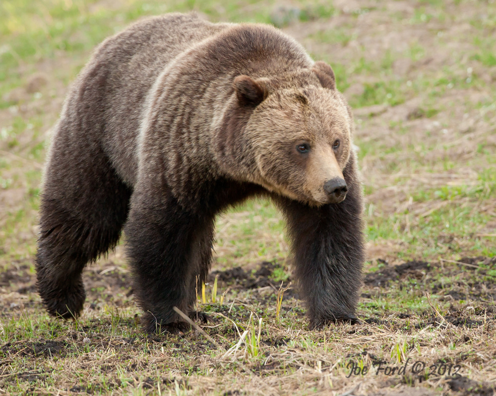 Ursus arctos Andando em Terreno Gramado