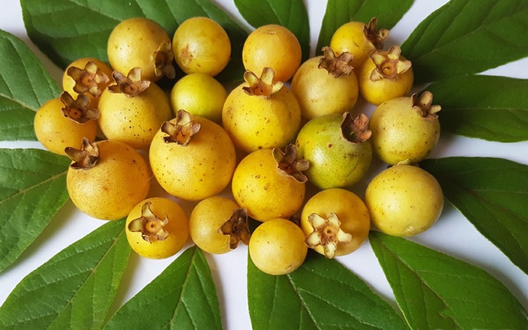 Várias Gabiroba Colhidas em Cima da Mesa