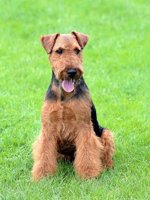 Welsh Terrier