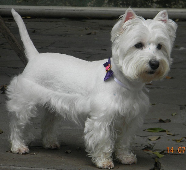 West Highland White Terrier