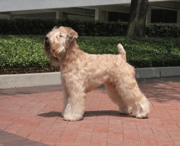 Wheaten Terrier