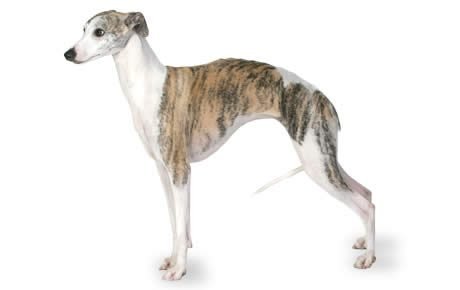 Whippet