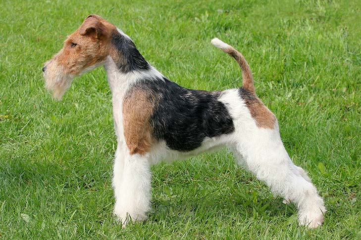 Wire Fox Terrier