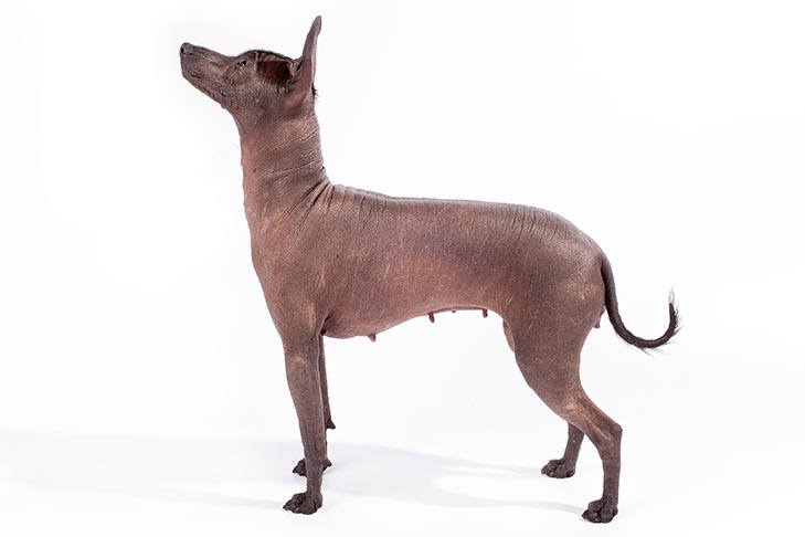 Xoloitzcuintli