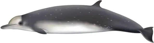 Baleia Bicuda Longman