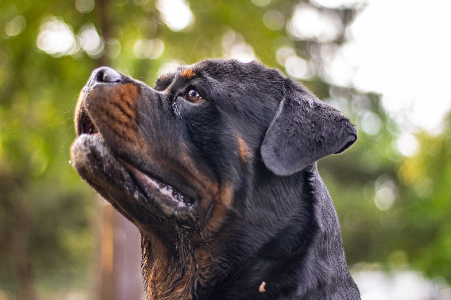 Rottweiler americano gigante: cão da raça Rottweiler real em pé