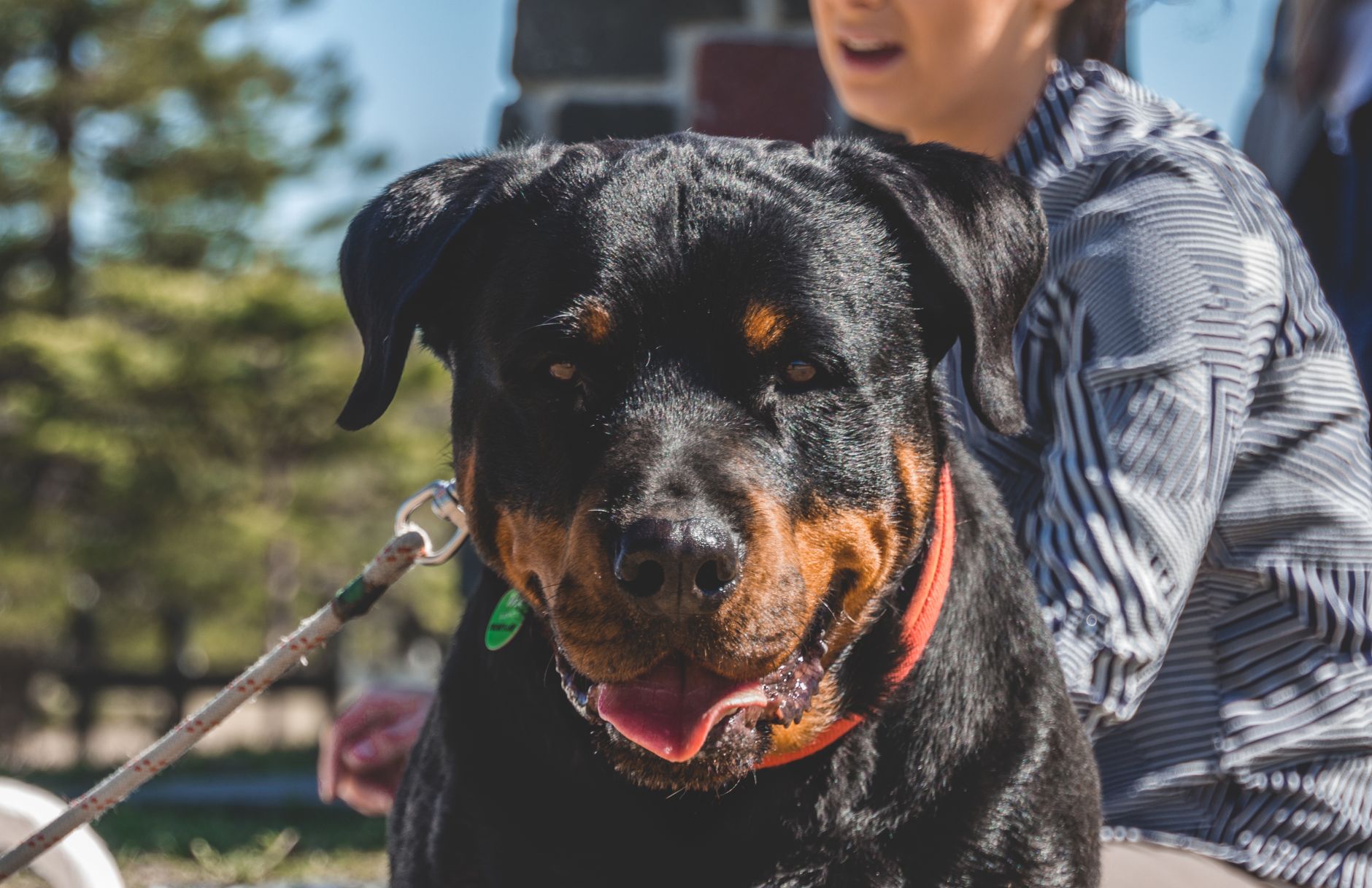 Rottweiler de pelagem preta e castanha, dentro do padrão da raça