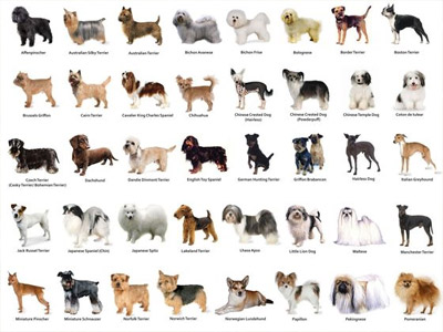 Lista de Raças de Cachorros de A a Z com Nomes e Fotos