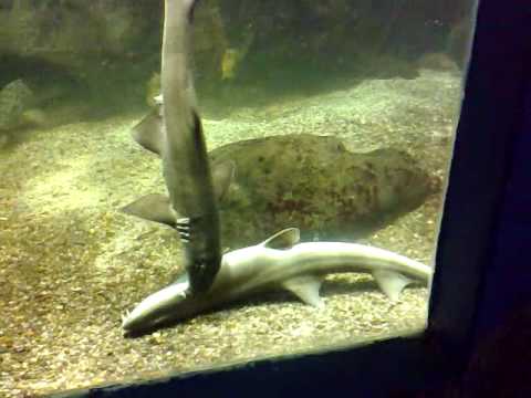 Tubarões Bambu Se Reproduzindo No Tanque De Um Aquário