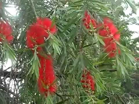 Árvore Chorão Flor Vermelha: Características e Fotos