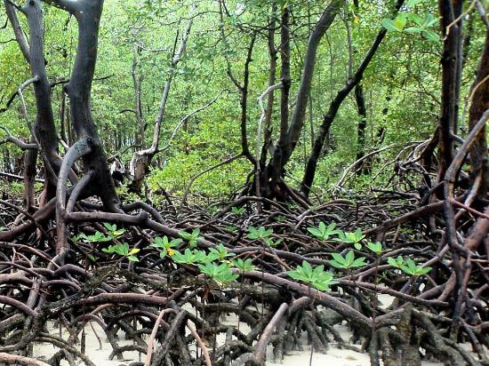Principais Espécies de Plantas e da Flora do Manguezal Com Fotos ...