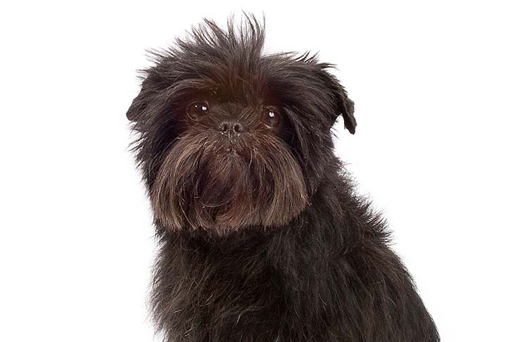 Affenpinscher