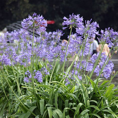 Agapanthus Africanus