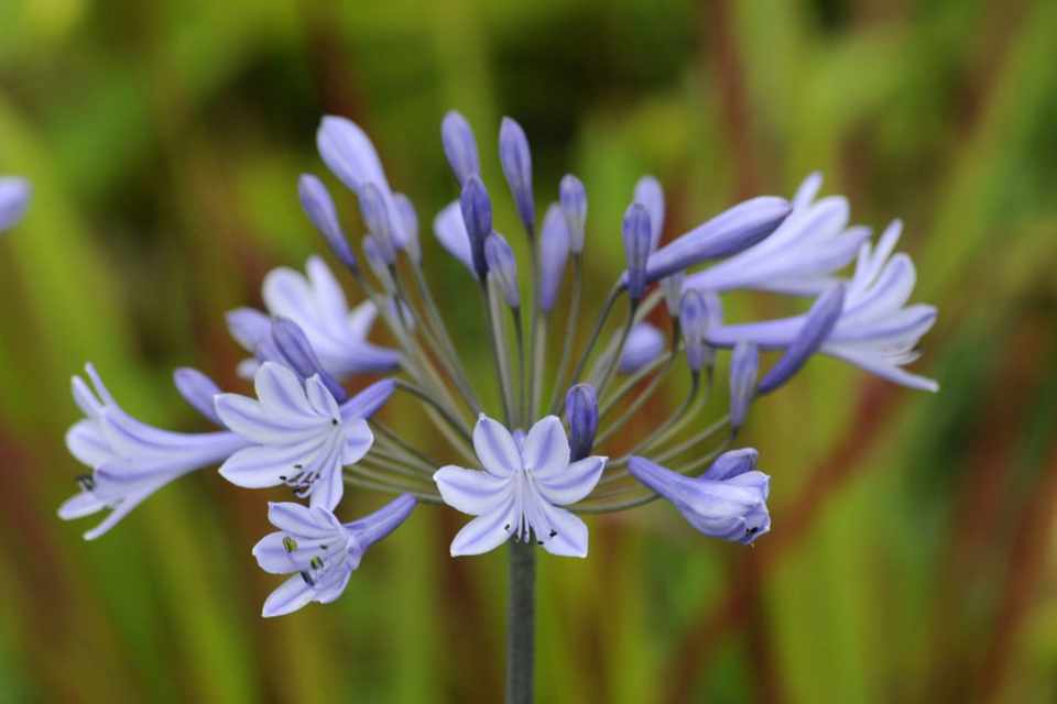 Agapanthus Campanulatus