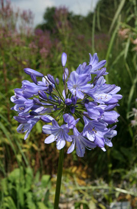 Agapanthus Caulescens